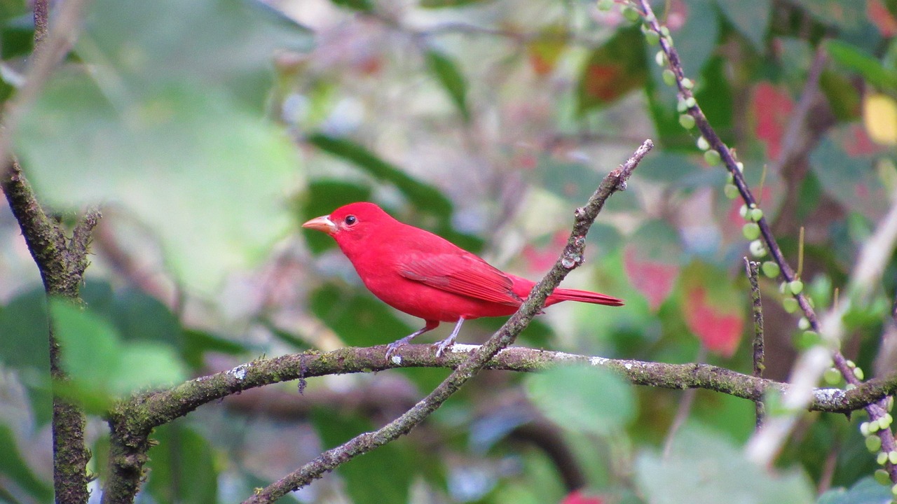 Top Destinations for Adventure Seekers in Costa Rica